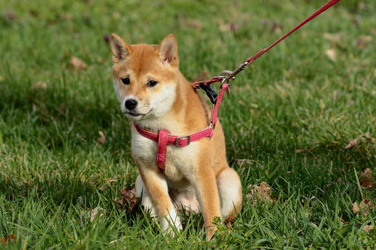 Basic Obedience - Dressage / Training