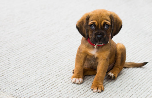 Puppy Club - Dressage / Training